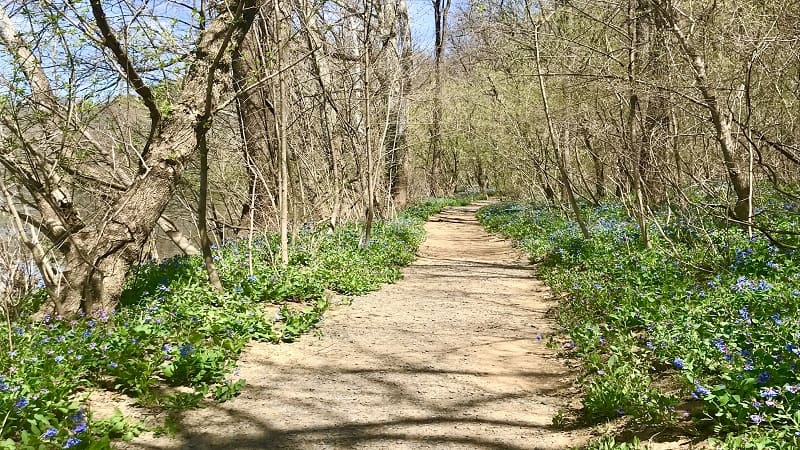 Shenandoah River State Park Hiking Spring Bluebells At Shenandoah River State Park | Go Hike Virginia