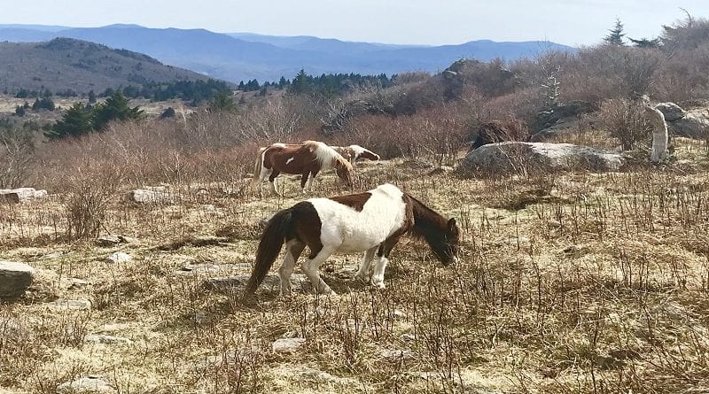 Wild Ponies at Grayson Highlands State Park