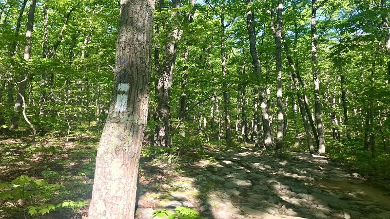 Buzzard Rocks Trail-White Blazes