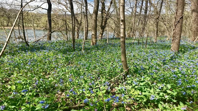 Bluebell Trail at Shenandoah River State Park