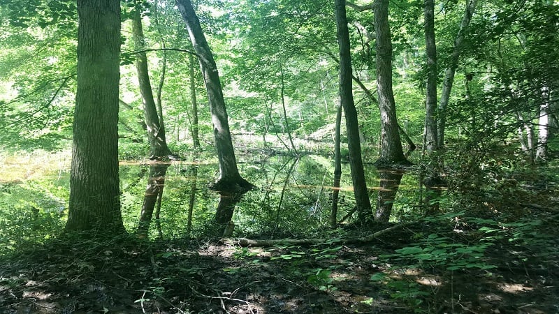 Pocahontas State Park - Trees