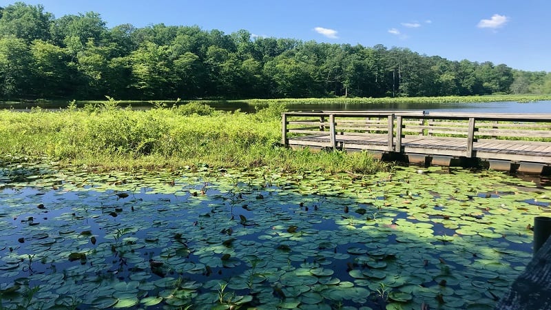 Pocahontas State Park - Wooden Pier Views Beaver Lake