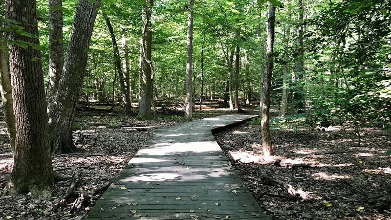 Mason Neck State Park-Forest Boardwalk