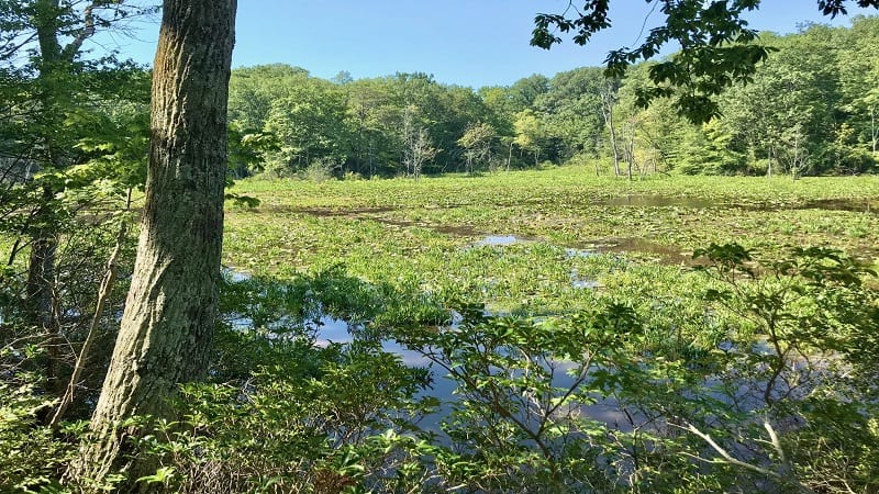 Mason Neck State Park-Freshwater Marsh