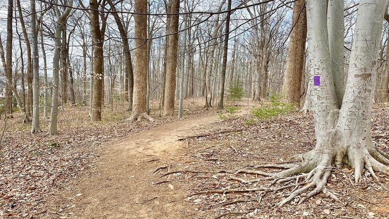 Purple Trail at Scott's Run