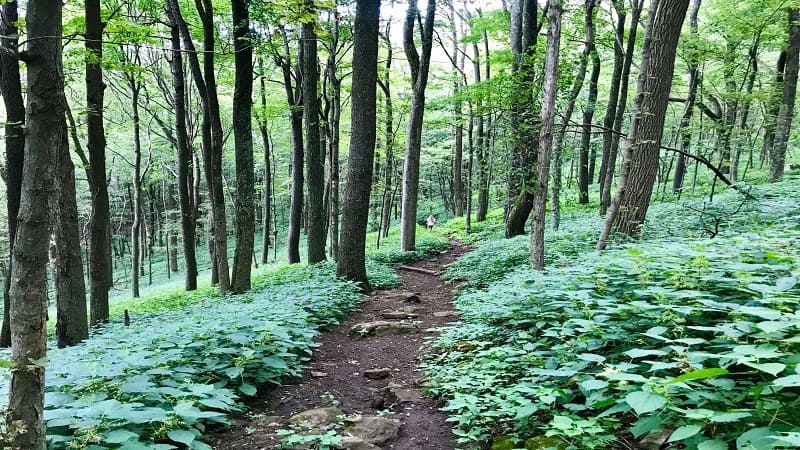 Apple Orchard Falls-Forest Trail