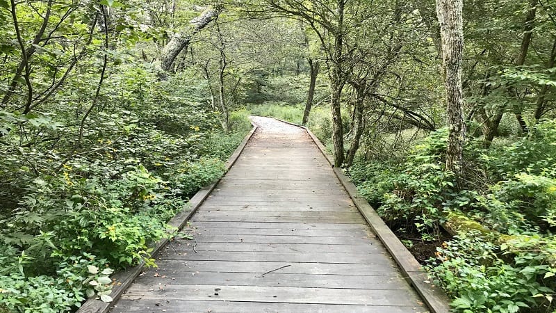 Wooden Boardwalk on the Limberlost Trail