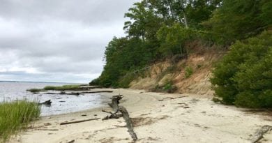 Fossil Beach at York River State Park