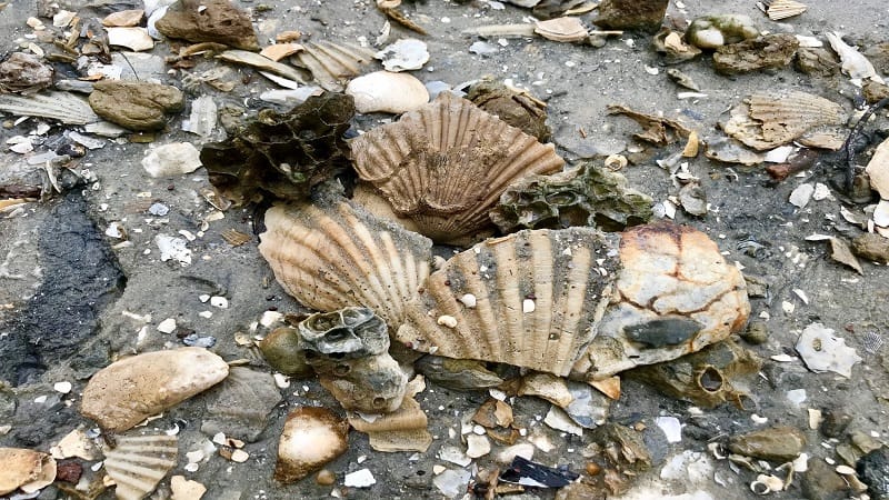 Hike Fossil Beach at York River State Park in Williamsburg