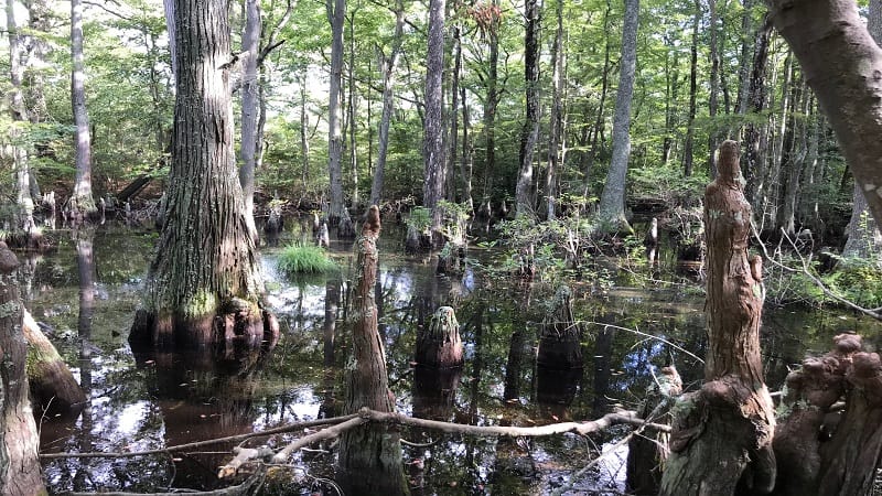 Bald Cypress Trail