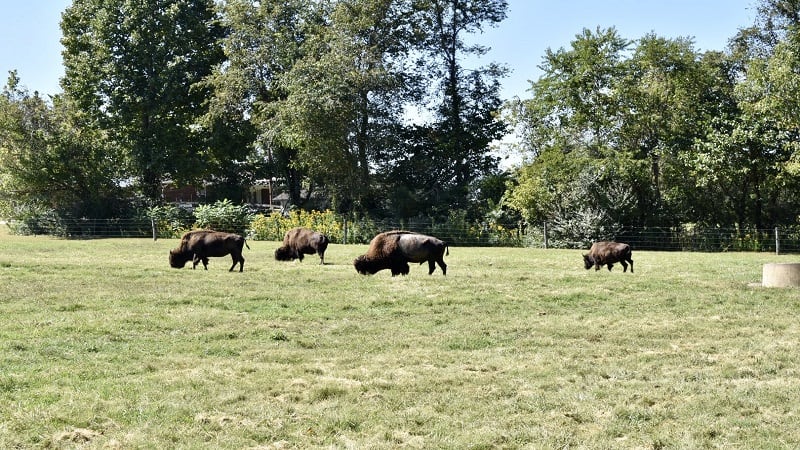 Buffalo-Wilderness Road State Park