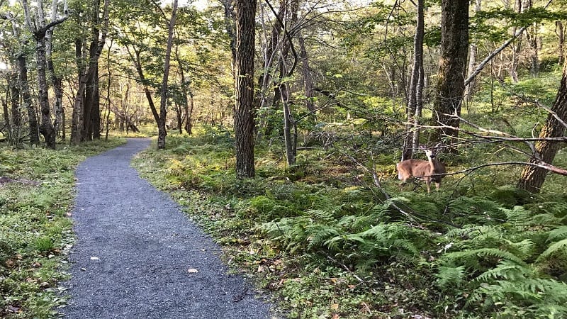 deer adjacent to the Limberlost Trail for hikers