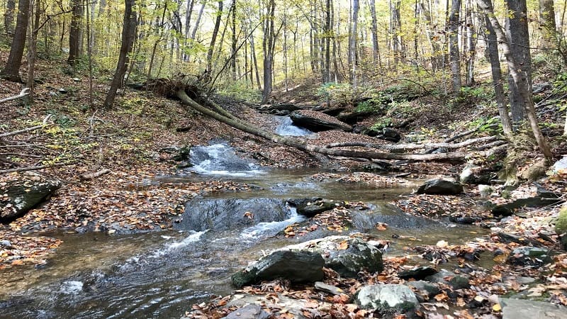 Paul's Creek Trail