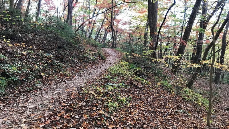 Roaring Run-Woodland Trail