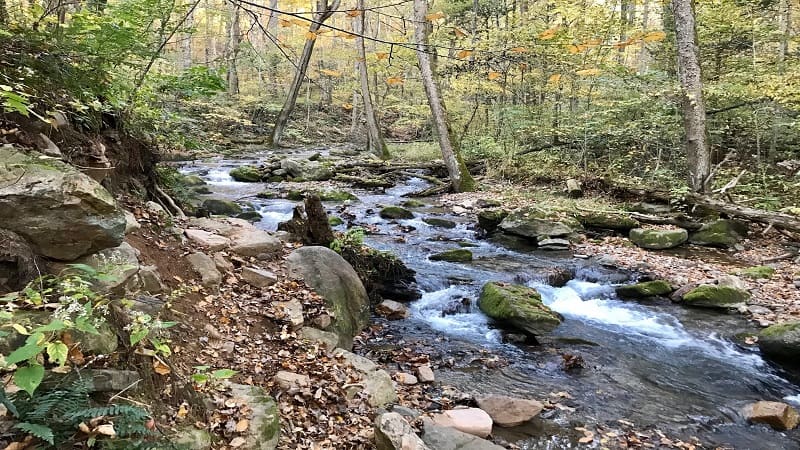 Streamside Trail-First Roaring Run Views