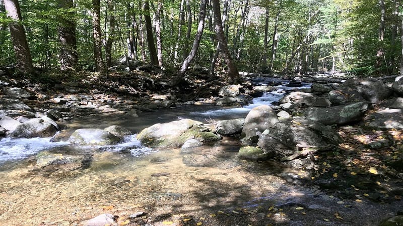 Robinson River Next to Whiteoak Canyon Trail