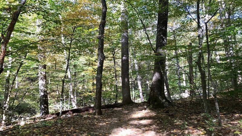 Whiteoak Canyon Trail to Lower Falls