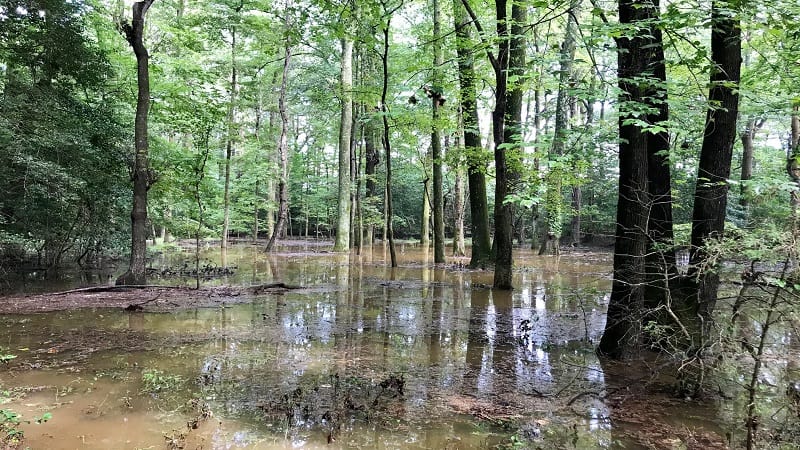 Windsor Castle Park-Vernal Pools