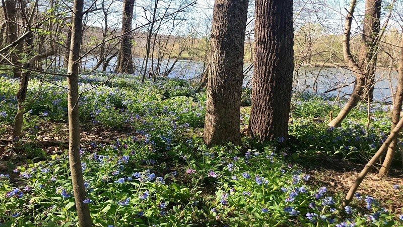 Shenandoah River State Park-The Bluebell Trail