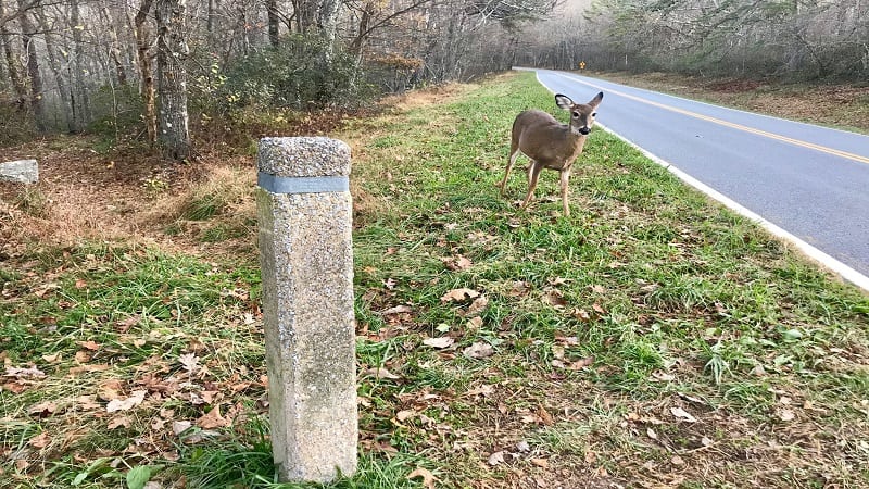 Turk Mountain-Trail Marker