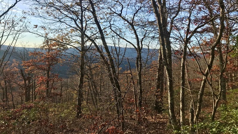 Turk Mountain-Views Through the Trees