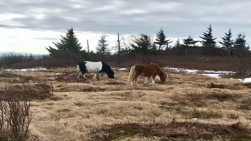 Wild Ponies at Grayson Highlands State Park