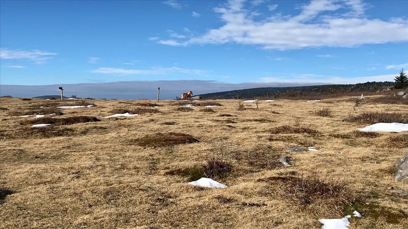 A wild pony in the distance at Grayson Highlands State Park