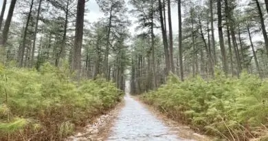 Conway Robinson Forest