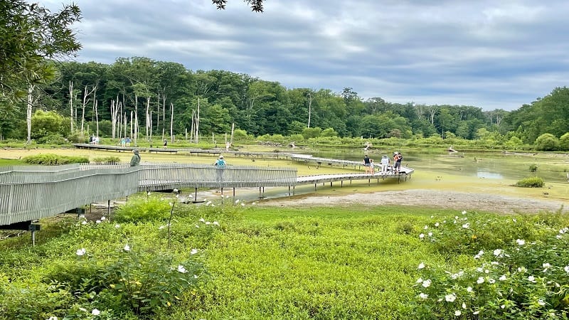 Huntley Meadows Park: A Wetlands Walk in Alexandria