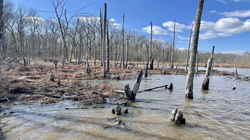 Huntley Meadows Park in Alexandria, Virginia