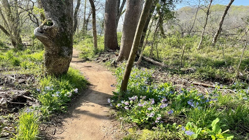 Bluebells on Fredericksburg Quarry Trails