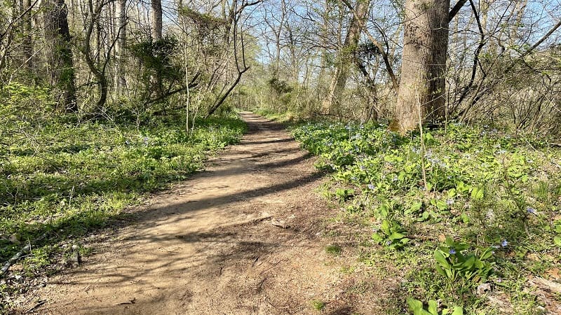 Bluebells on Fredericksburg Quarry Trails