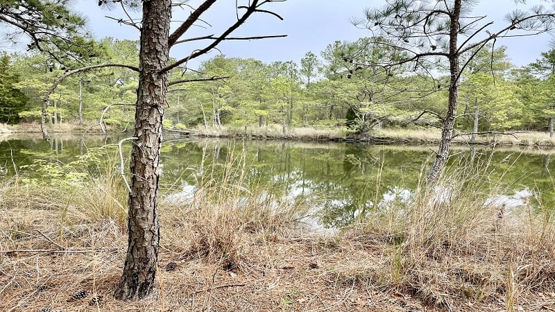 Pleasure House Point Natural Area in Virginia Beach