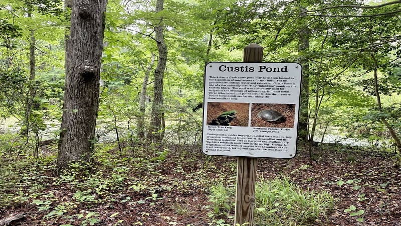 A sign about painted turtles at Custis Pond