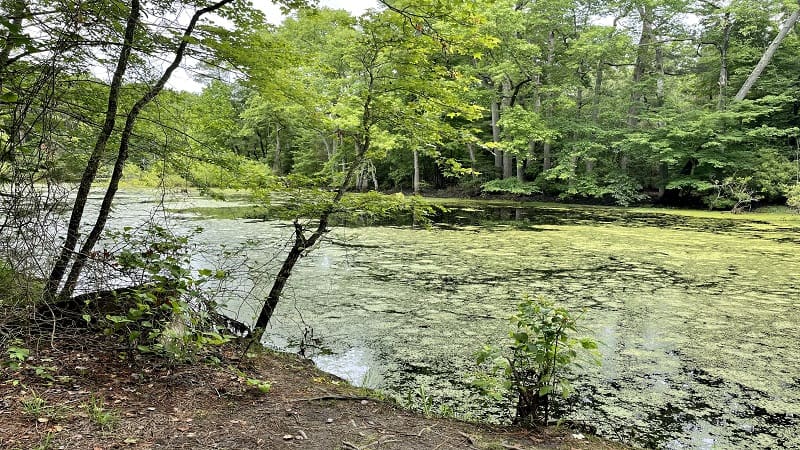 Custis Pond at Savage Neck Dunes in Cape Charles