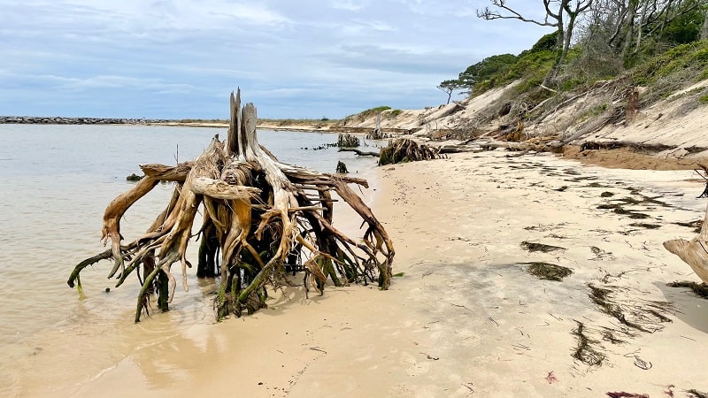 Beach Trail at Savage Neck Dunes Nature Preserve