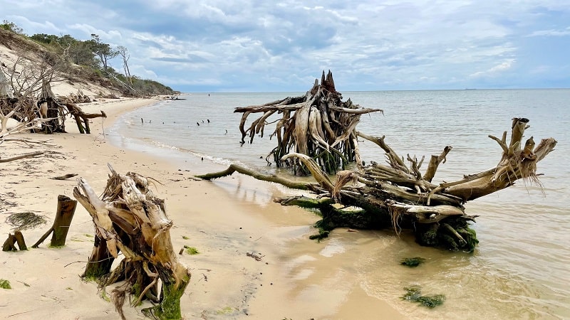 Driftwood on the beach at Savage Neck Dunes