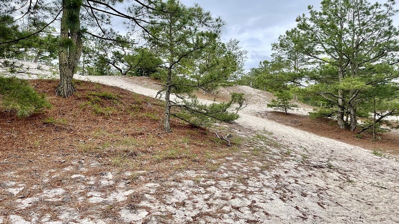 Sandy dunes at Savage Neck Dunes Natural Area Preserve