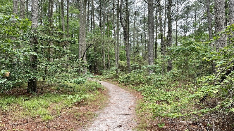 The Beach Trail at Savage Neck Dunes