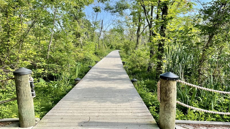 Boardwalk on Theodore Roosevelt Island