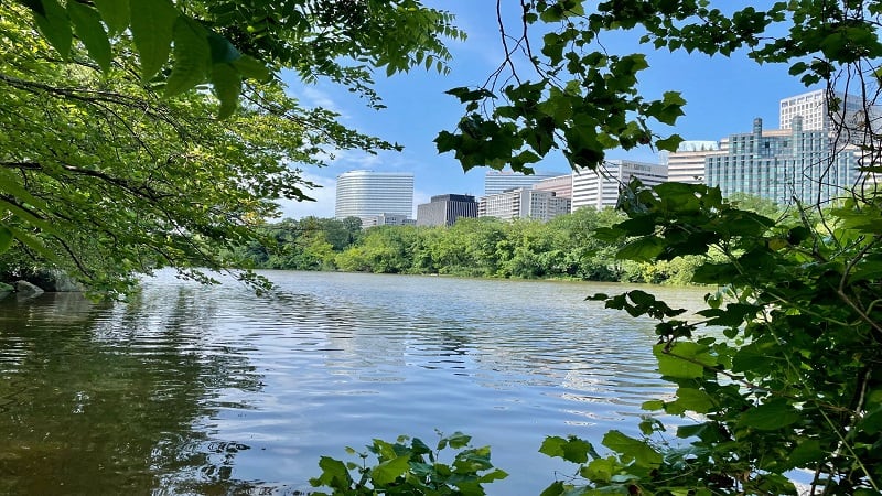 Rosslyn Views from Theodore Roosevelt Island