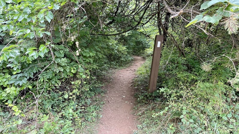 forested trail