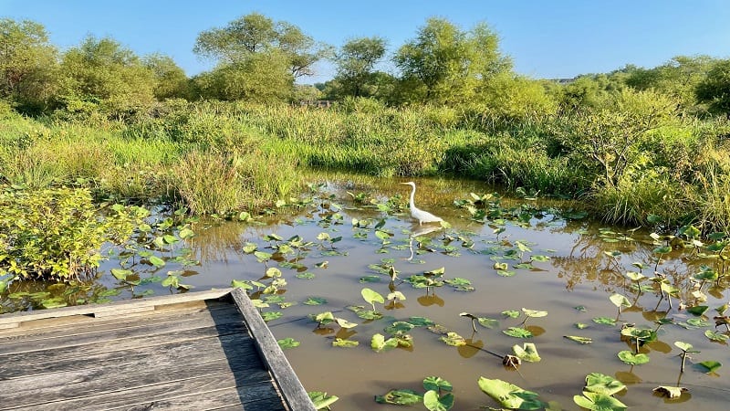 Neabsco Creek Boardwalk