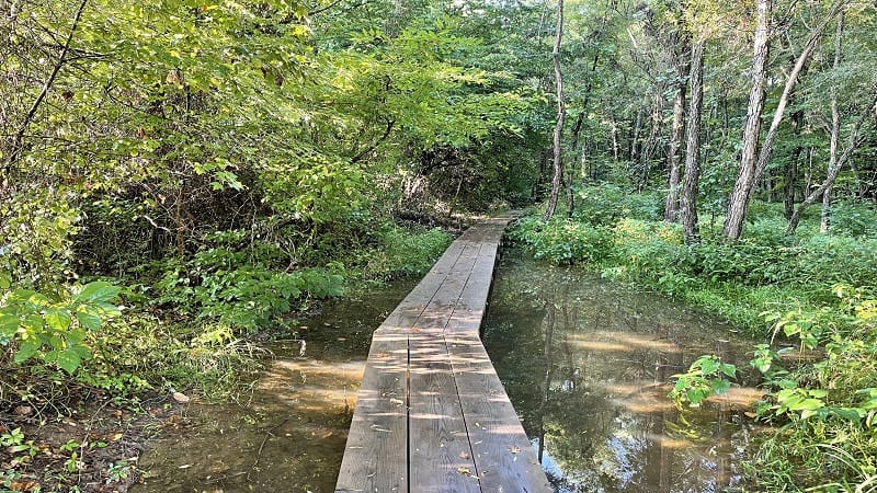 Path that leads past the south entrance at Neabsco Creek Boardwalk