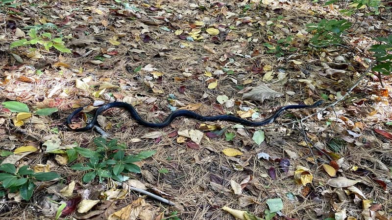 Black Snake on Hazel Mountain Trail