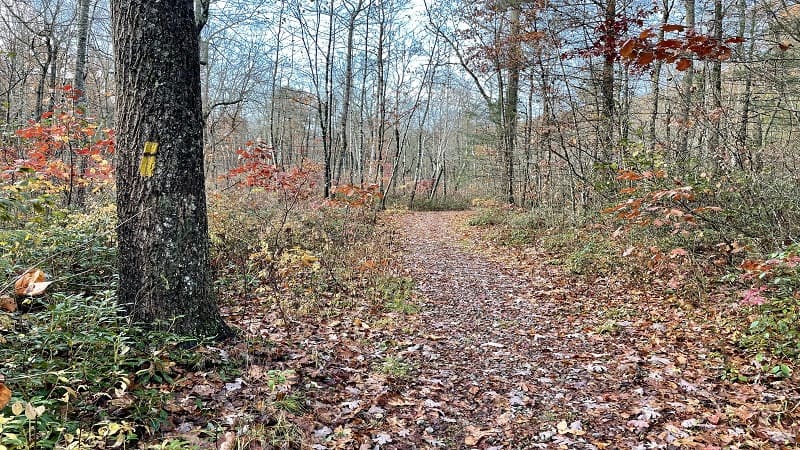 Yellow Blaze on Scothorn Gap Trail