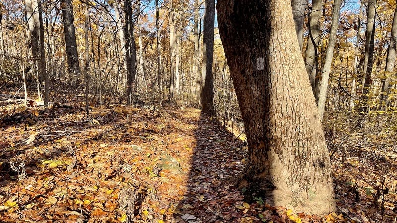 Appalachian Trail at G.R. Thompson Wildlife Management Area