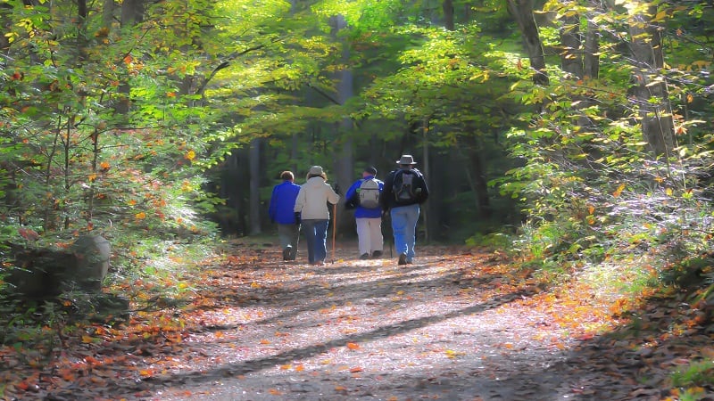 four hikers in the forest