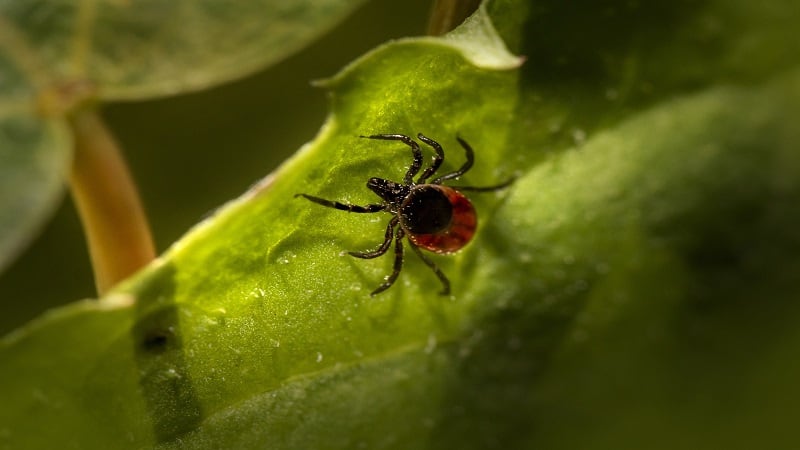 how long can brown dog ticks live without a host