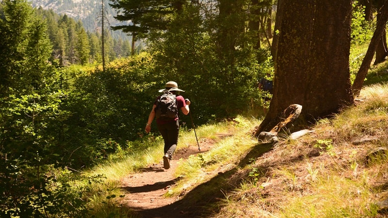 Woman Hiking in the Forest |